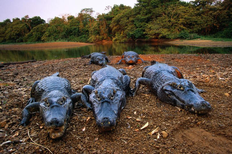Plane crash leaves 5 survivors surrounded by caimans and anaconda in deadly swamp