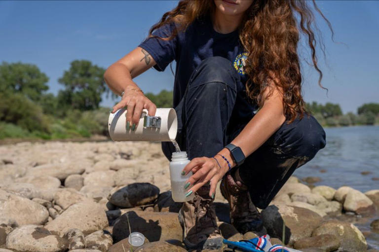 zebra-mussels-search-is-on-for-invasive-species-in-colorado-river