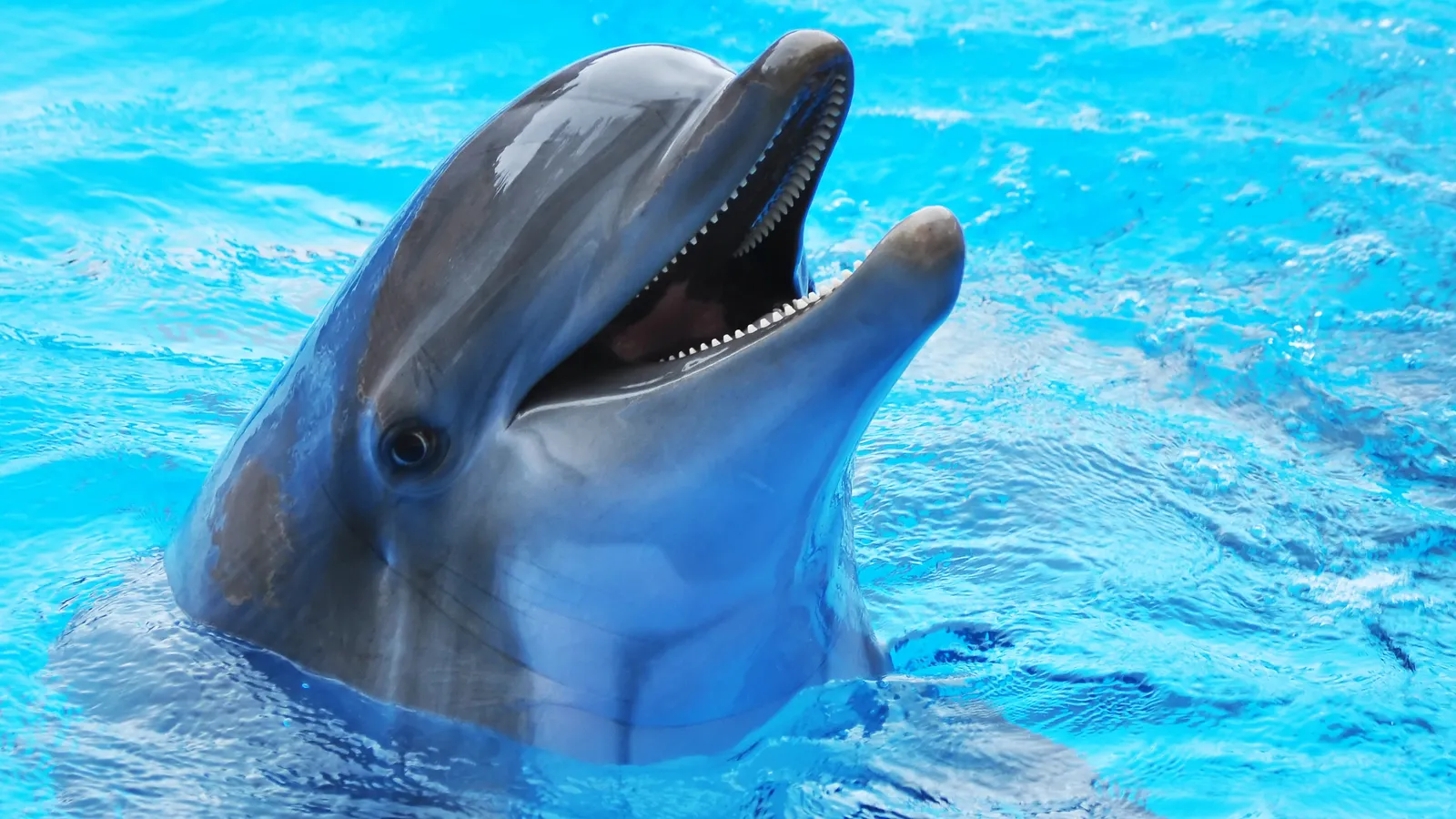 Can Ai Really Help Us Talk To Dolphins Google Thinks So