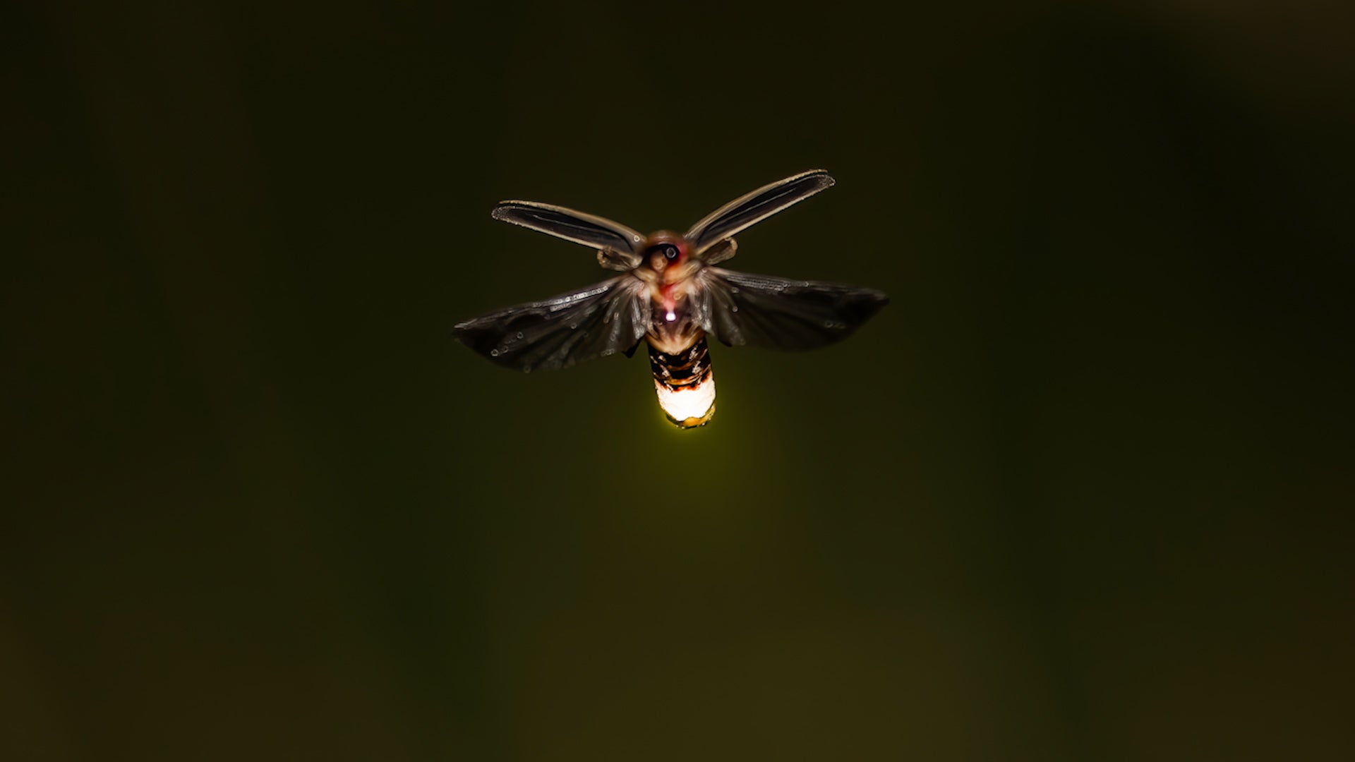 Fireflies are vanishing: Where, how to see some for summer