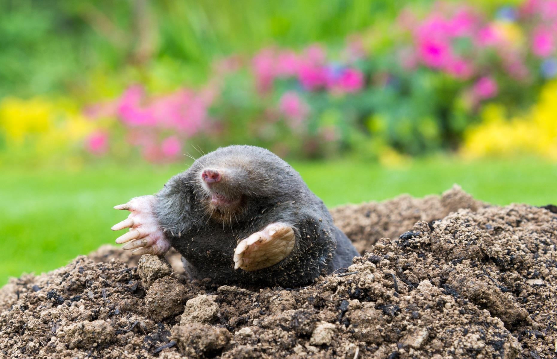 13 Backyard Pests That Are Protected