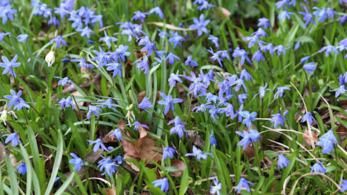 Did you know? One of Ontario's first spring blooms is invasive and ...