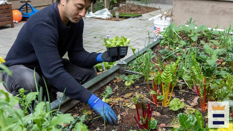 City of Sacramento to give away mulch