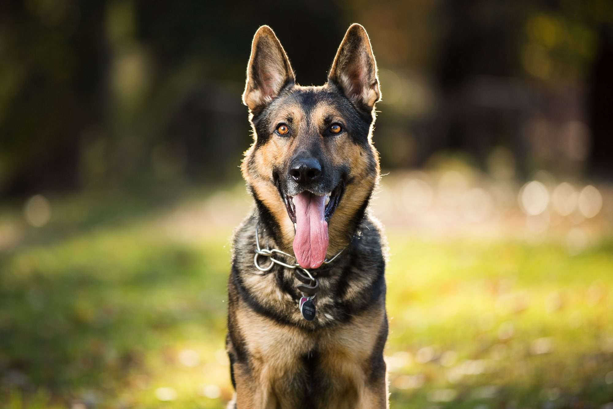 Woman Starts Feeding Neighbor's Aggressive Dog Steaks to Befriend Him