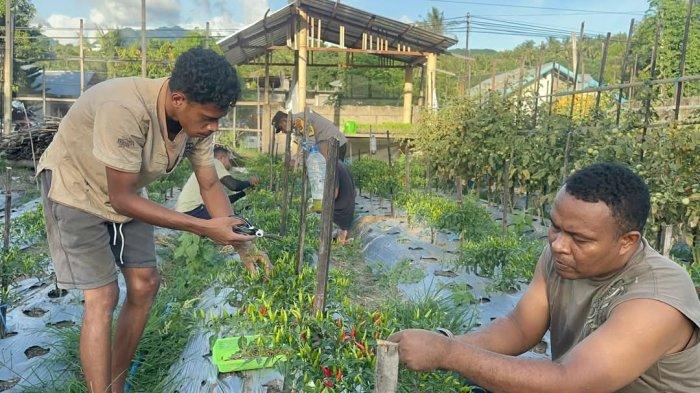 Saluran Irigasi Rusak, 25 Hektar Sawah di Locoboco Ende Menghadapi Ancaman Kekeringan