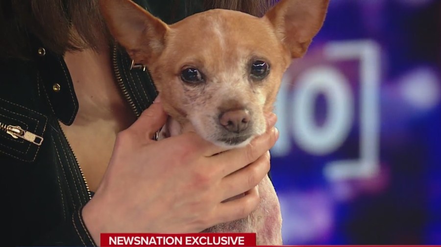 Owner of New York chihuahua attacked by pit bulls seeking justice