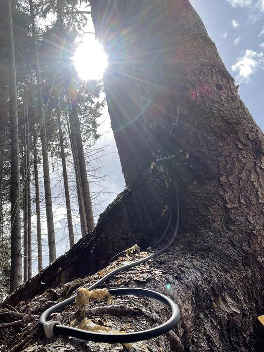 Did these spruce trees really 'predict' a solar eclipse? Scientists are ...