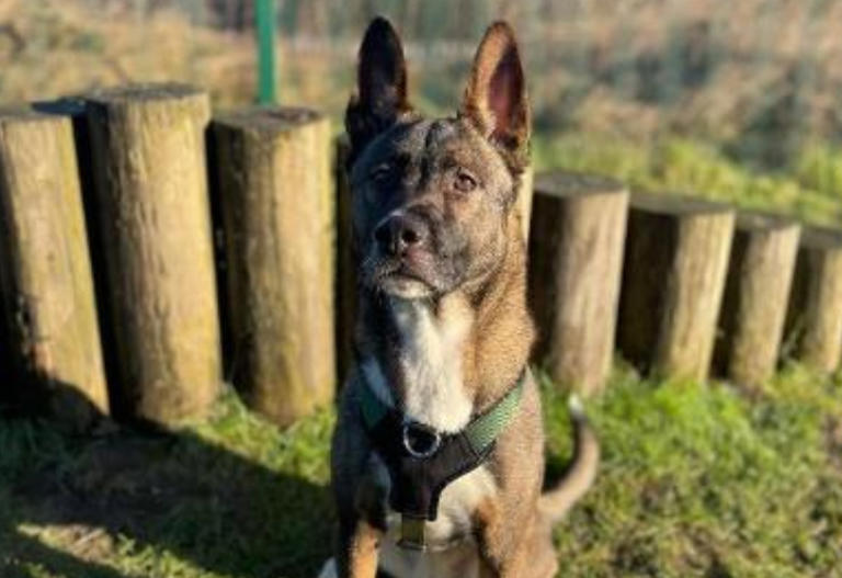 19 adorable dogs and cats at Merseyside RSPCA centres looking for ...