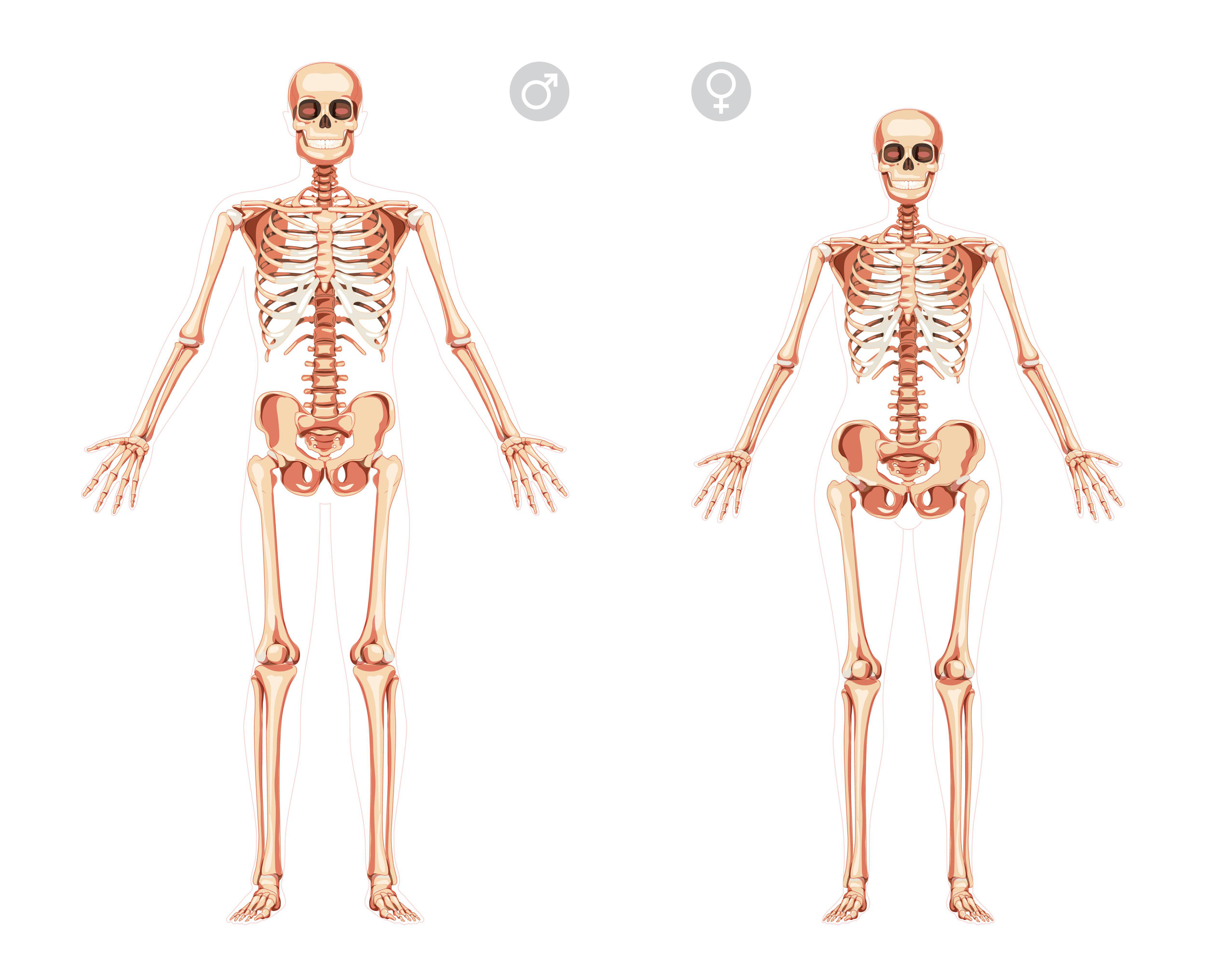 a graphic comparing male and female skeletons
