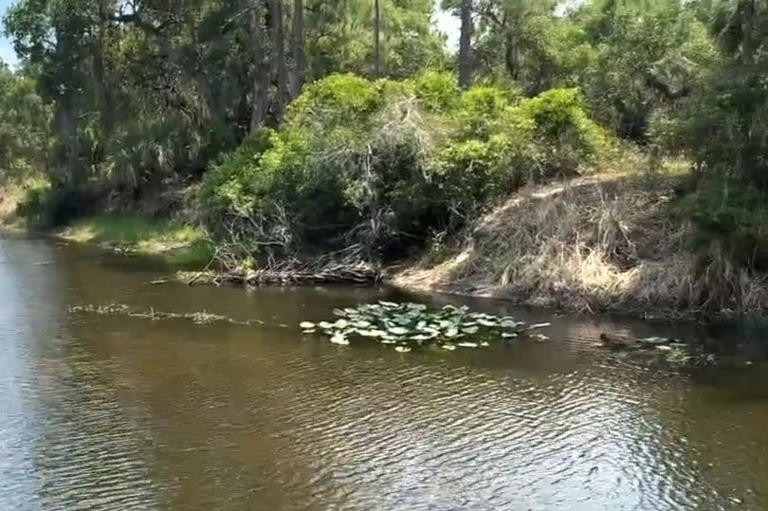 Florida alligator attack Final moments of woman killed in front of