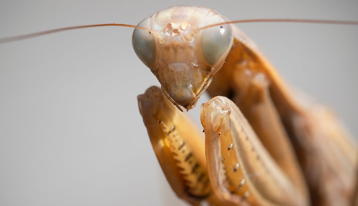 Do Praying Mantises Bite? What You Need to Know