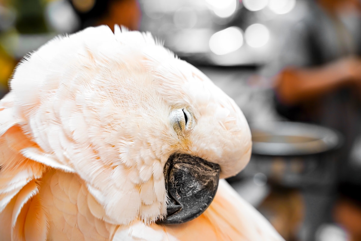 Precious Cockatoo’s ‘Sleepy Vibes’ Have Everyone Yawning