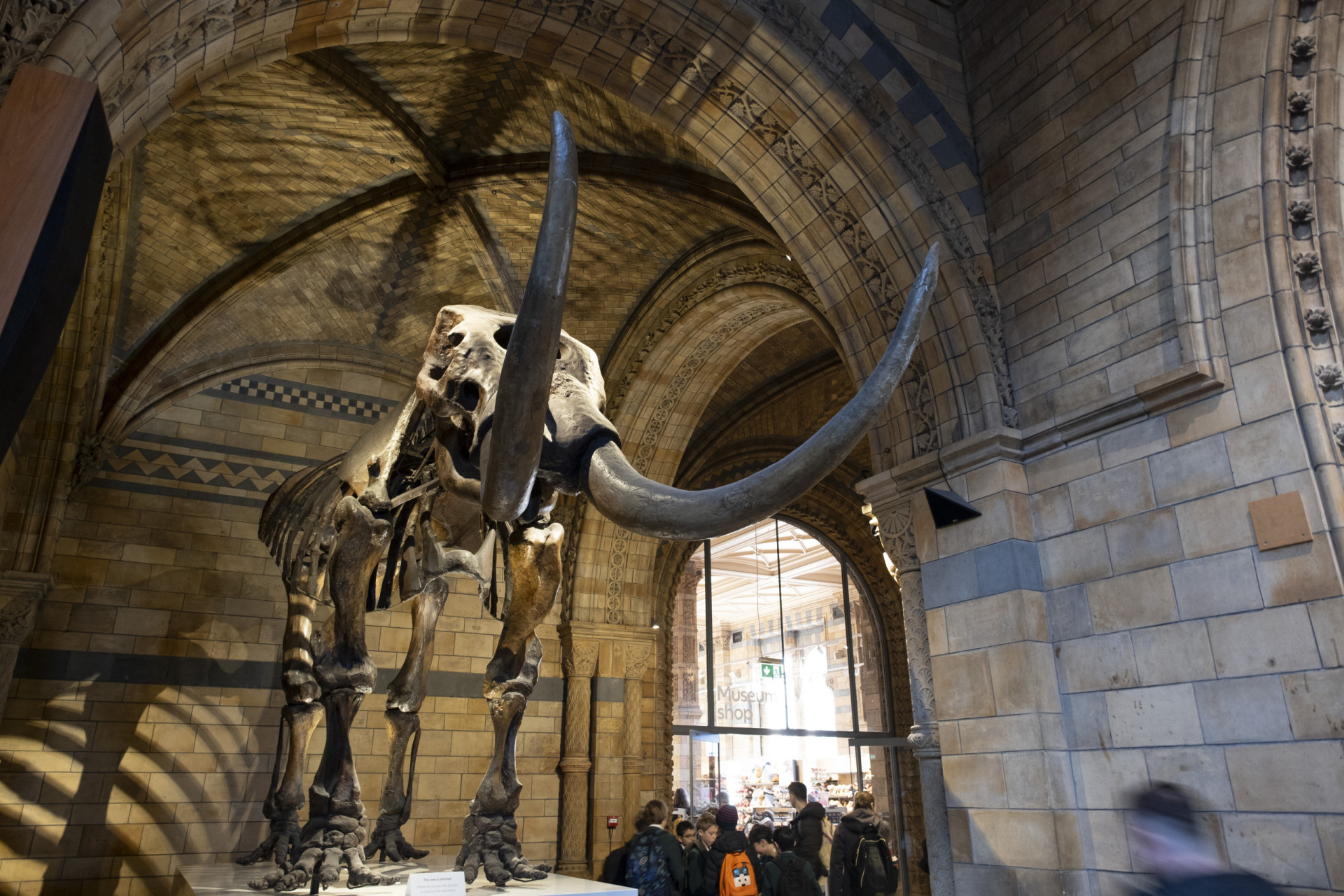 Fossils and other unbelievable things found in sinkholes