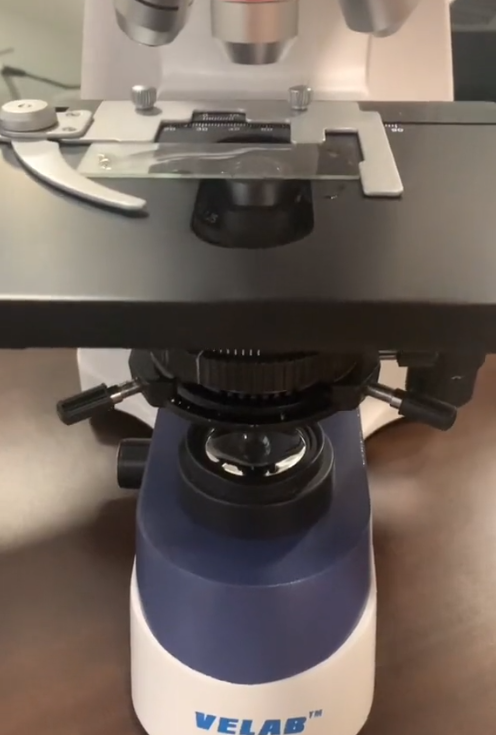 Exploring Protozoa and Bacteria Under the Microscope