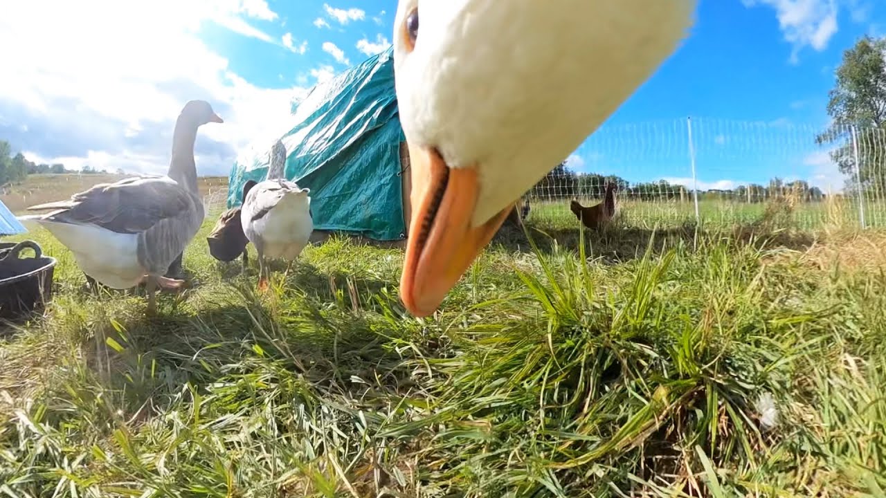 A Goose’s Eye View of Life on Our Farm