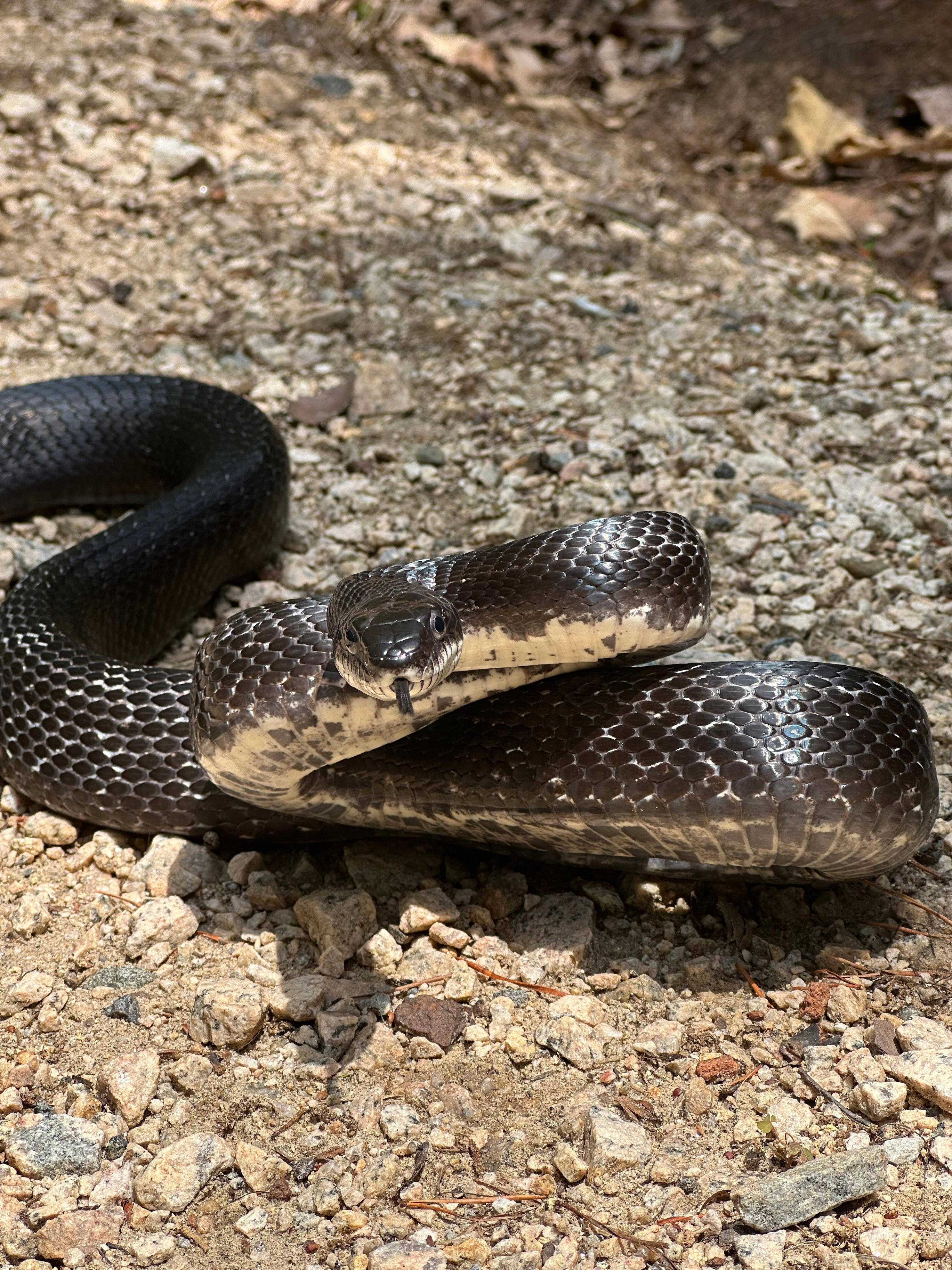 NC residents saw a power outage. The reported cause? A black snake.