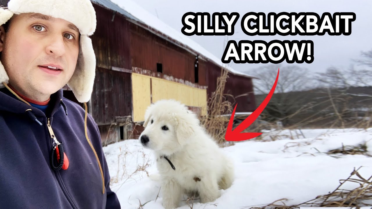 Answering farm questions | New animals and geese