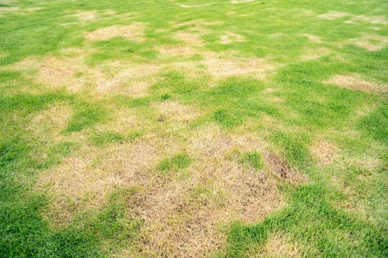 A patchy lawn displays alternating green and brown areas, indicating uneven growth or health, set in a sunny outdoor environment.
