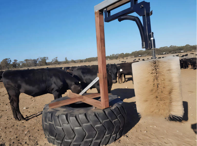 Grooming brushes help feedlot cattle stay calmer and more sociable, study finds