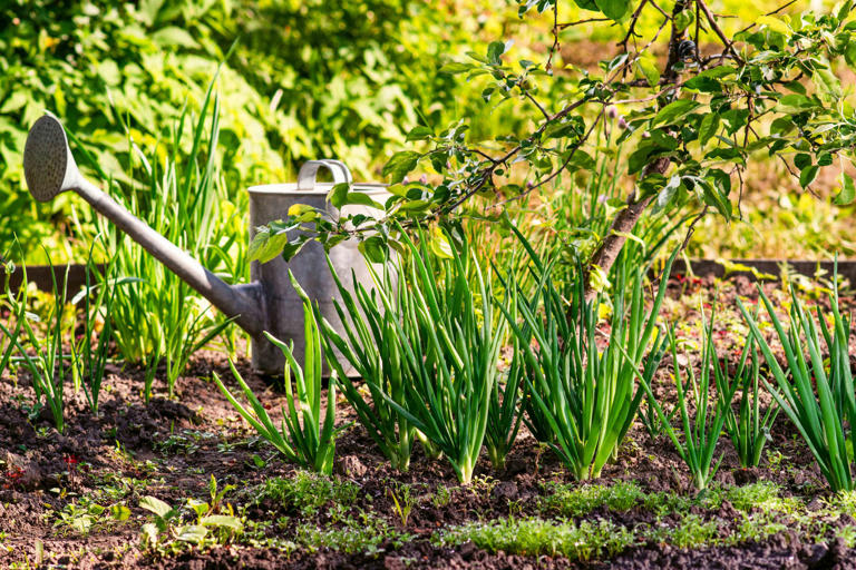 Nikita Burdenkov / GETTY IMAGES