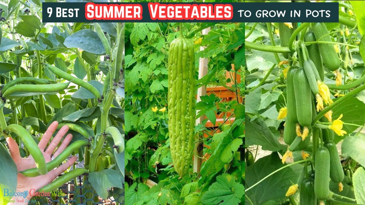 QUICK GROWING VEGETABLES IN POTS visual data 8