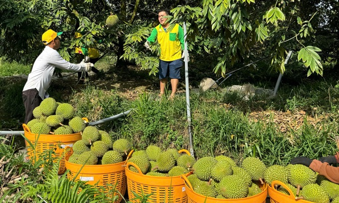 AA1Erj2J Why Durians Can Cost as Little as $1 per Kilogram: Unveiling the Secrets