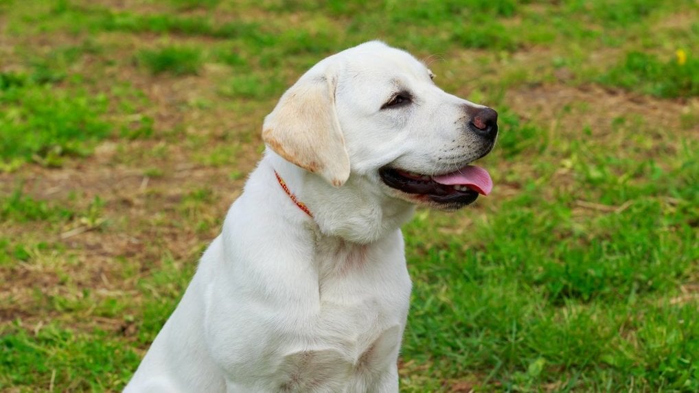 Fakta Menarik Tentang Anjing Labrador, Harga, dan Karakteristik