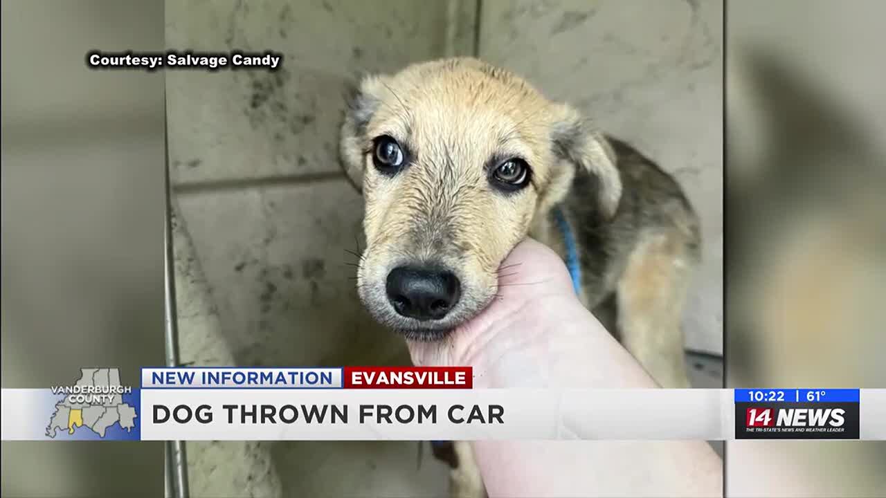 UPDATE Man cited after puppy thrown from car window on camera
