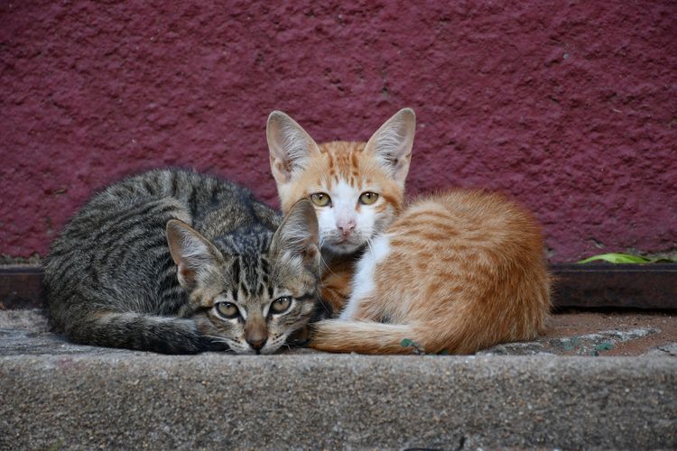 Kisah Wanita di Tiongkok yang Melawan Kecemasan Sosial dengan Merawat 120 Kucing Liar