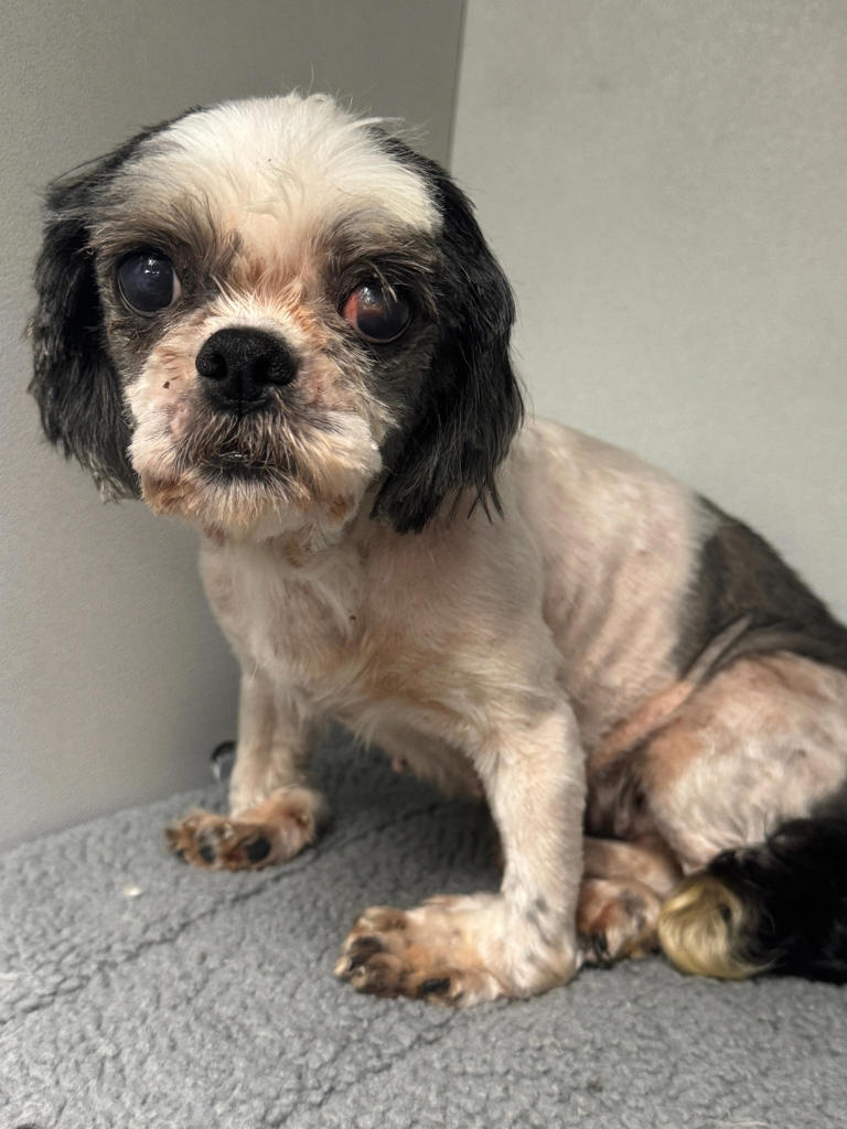 A shih tzu named Suzie was taken in from a commercial breeder by Pet ResQ Inc. in Tenafly.