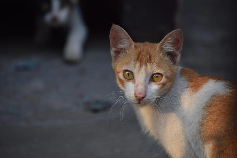 Street Corsican Cat Eating in Istanbul Alleyway