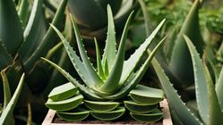 Manfaat Lidah Buaya untuk Kesehatan dan Kecantikan, Simak Khasiatnya