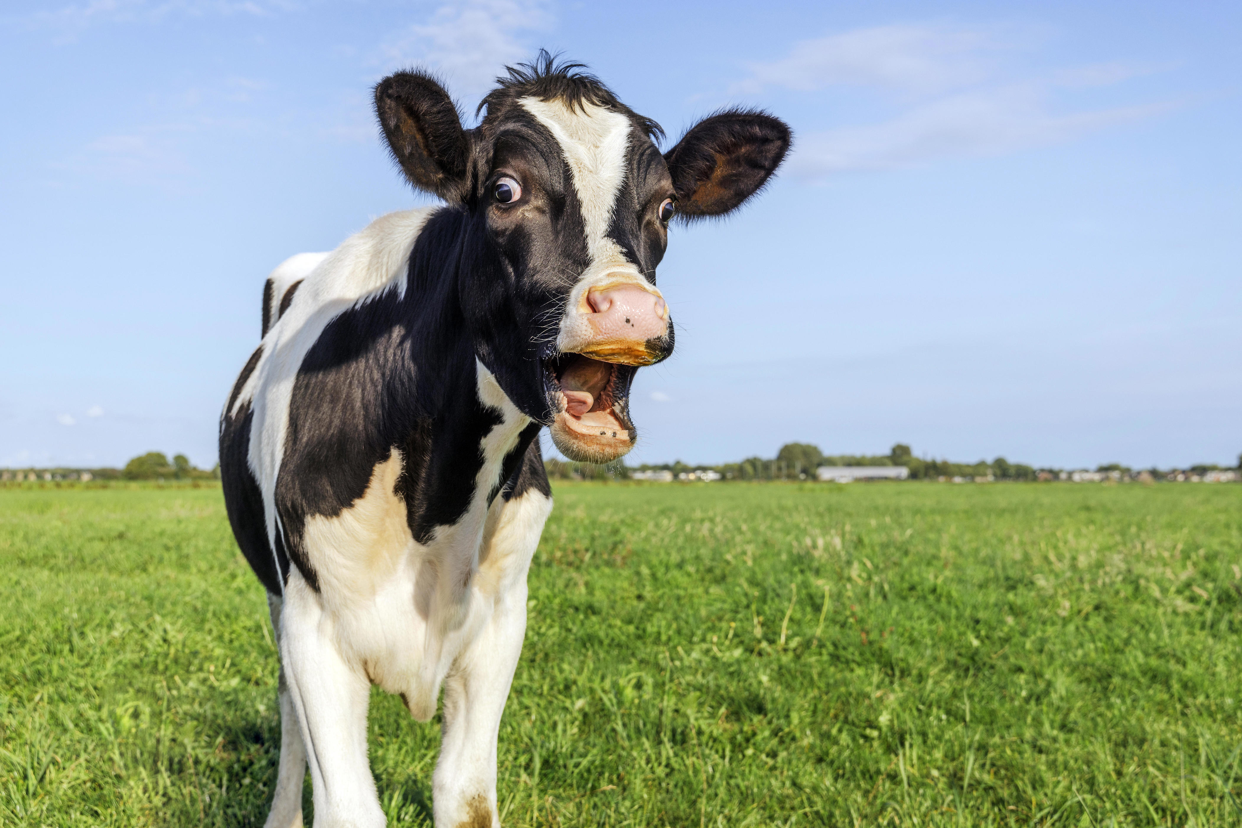 Runaway cow escapes Polk County auction, stops traffic