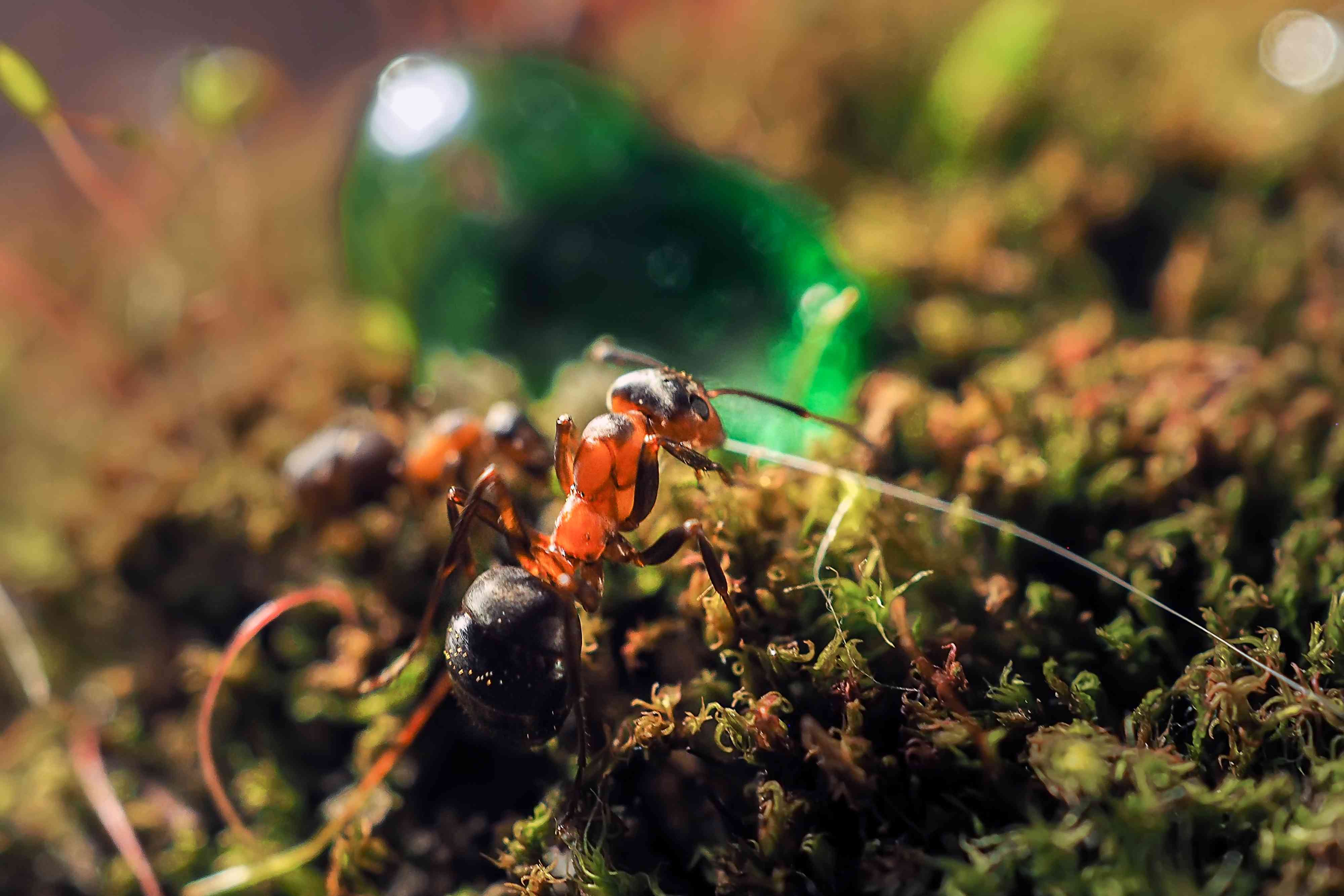 Asian Needle Ants Are Spreading, and They Sting—Here's How to Protect ...