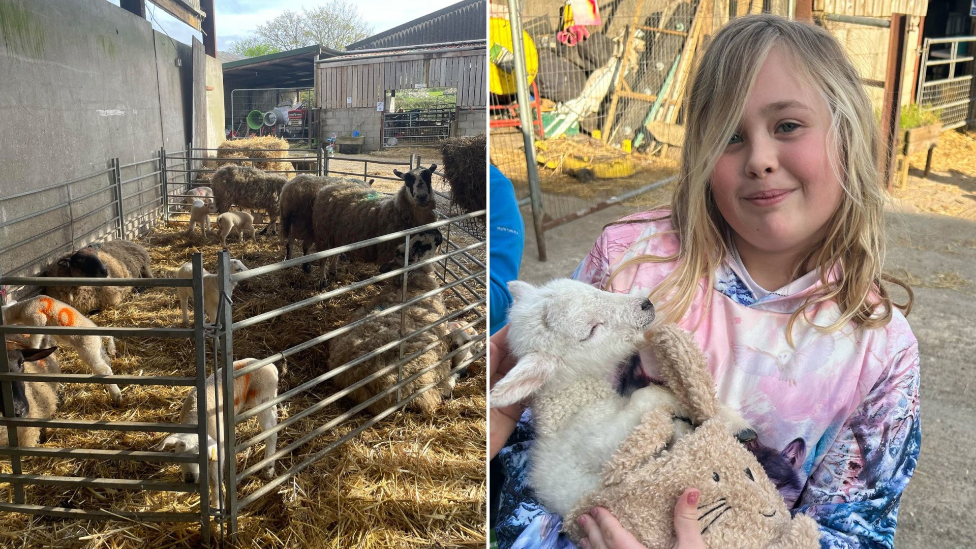 More than 70 people now infected with parasite after visiting petting zoo(02)