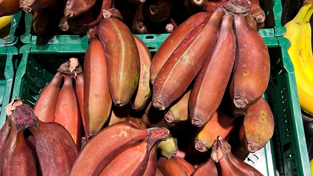 Die rote Banane als Pflanze – kann man sie essen?