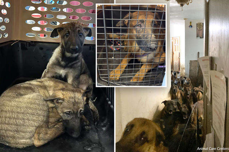 Nearly 50 dogs found ‘hidden in and ‘crammed behind furniture