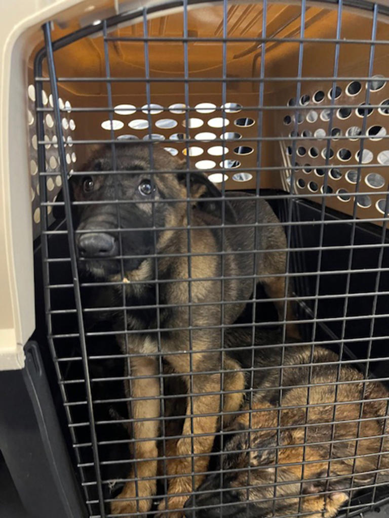 Nearly 50 dogs found ‘hidden in and ‘crammed behind furniture