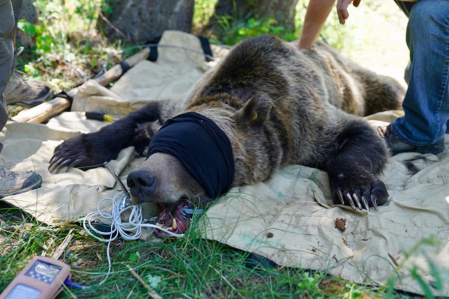 Annual Grizzly Bear Research Trapping Begins In Caribou Targhee