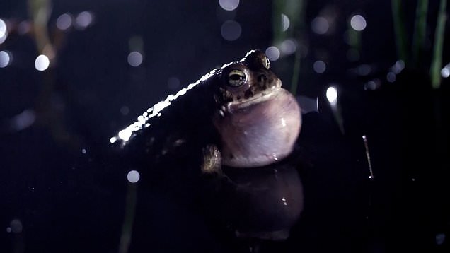 UK's loudest amphibian makes 'remarkable comeback' in South Downs