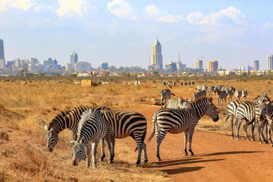 Zebras with Nairobi, Kenya, the background