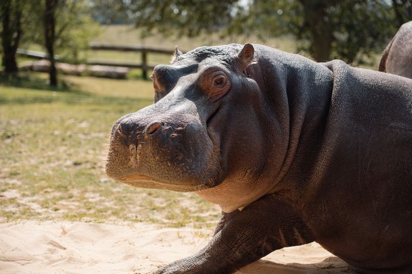 hippos-are-back-at-longleat-and-their-new-pad-is-pure-luxury