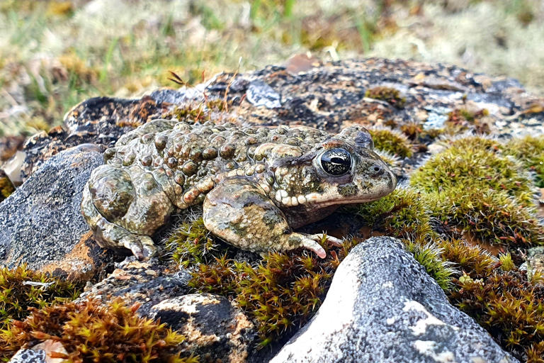 The remarkable number of toads being helped across Britain’s roads