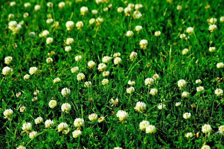 5 Helpful Weeds You May Actually Want To Keep In Your Yard