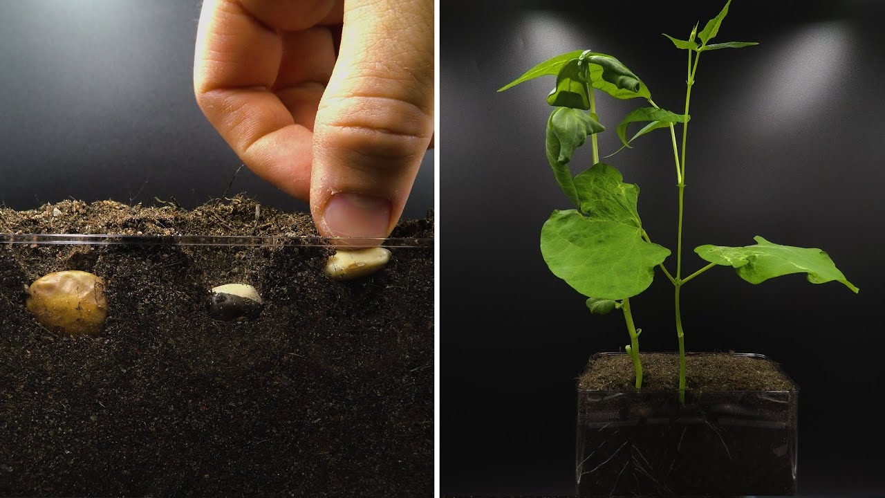 Growing Beans Time Lapse