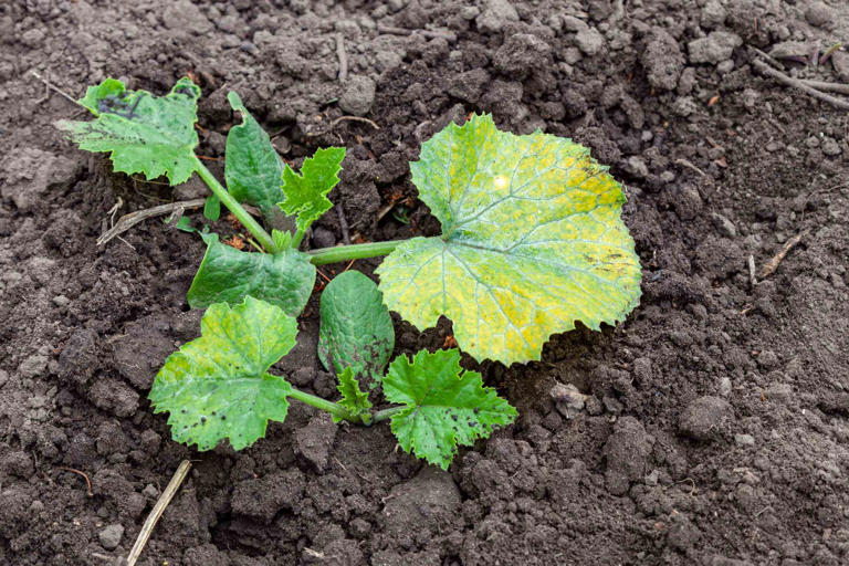 7 reasons why your young zucchini plant has yellow leaves, plus how to ...