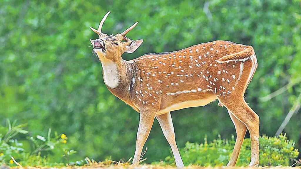 Spotted Deer | దామగుండం ఫారెస్టులో మచ్చల జింకల మృత్యుఘోష.. రాష్ట్ర జంతువుకు  రక్షణేది?