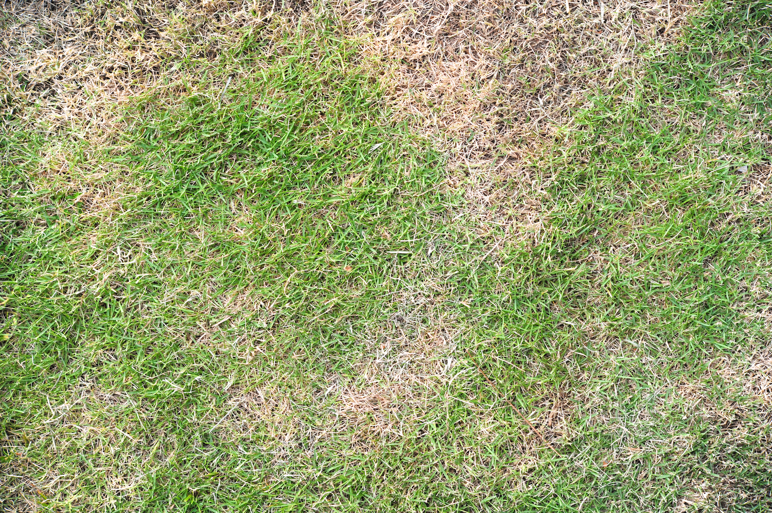 Clay soil lawns bake hard and crack in summer (and how to soften them)