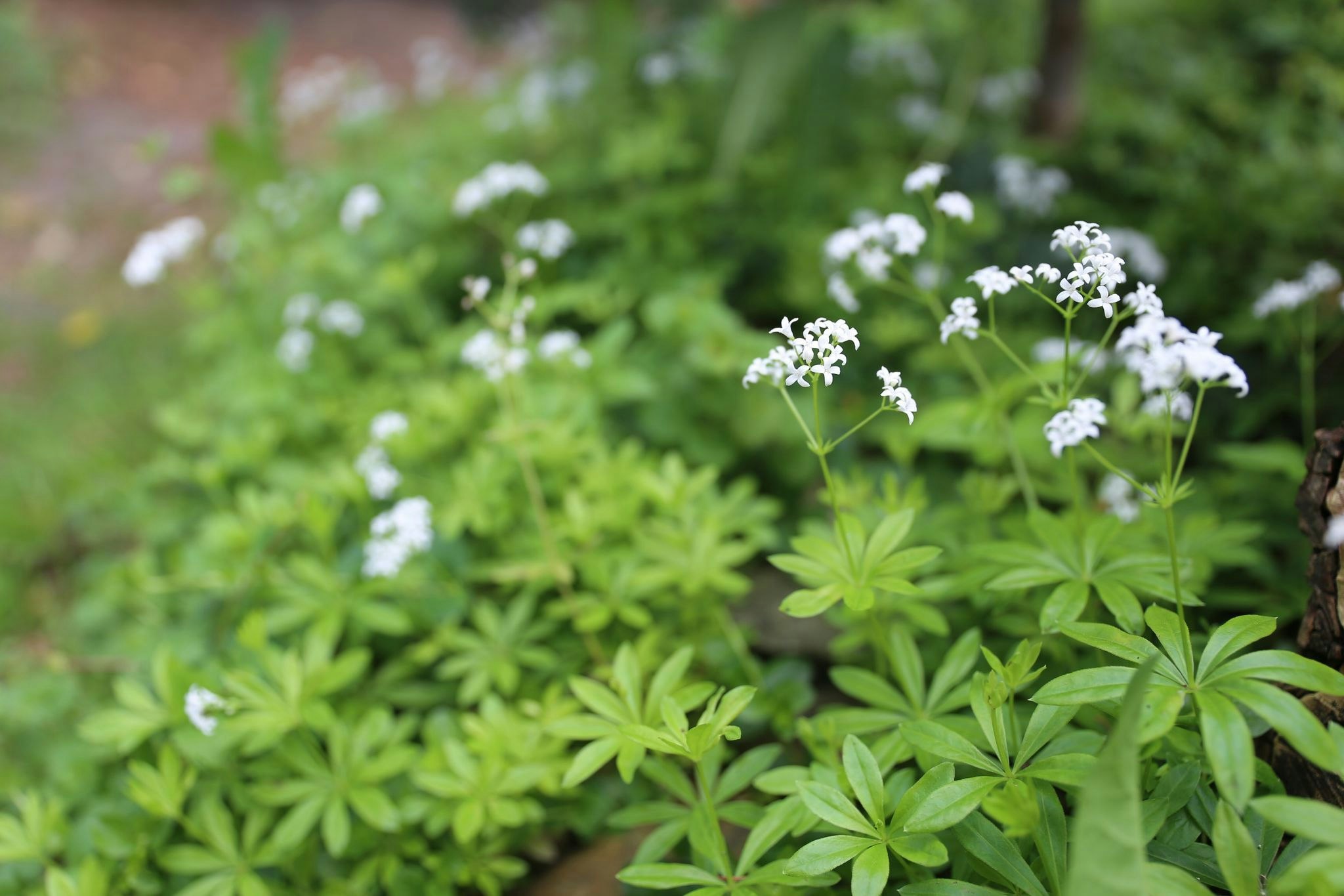 Frühlingskraut: Waldmeister-Aroma: Maibowle schmeckt mit und ohne Alkohol