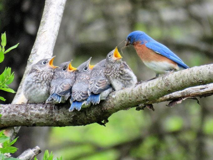 What Does It Mean When You See a Bluebird?